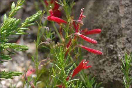 Penstemon pinifolius.